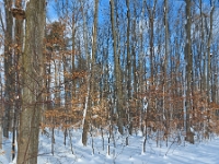 72152CrLe - Walking along a snowy trail in Westridge Park.jpg